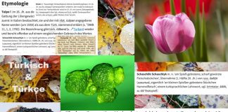 Eine Tüte Türkisch