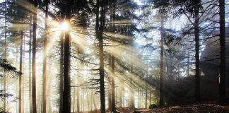 Der Mensch im Lichtspektrum