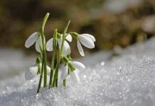 Schneeglöckchen